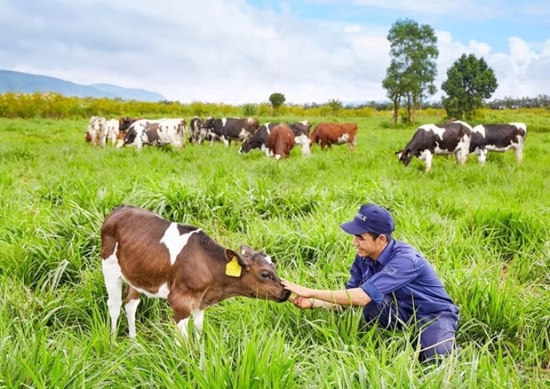 TƯ VẤN VÀ ĐÀO TẠO KIỂM KÊ KNK TỪ NÔNG NGHIỆP